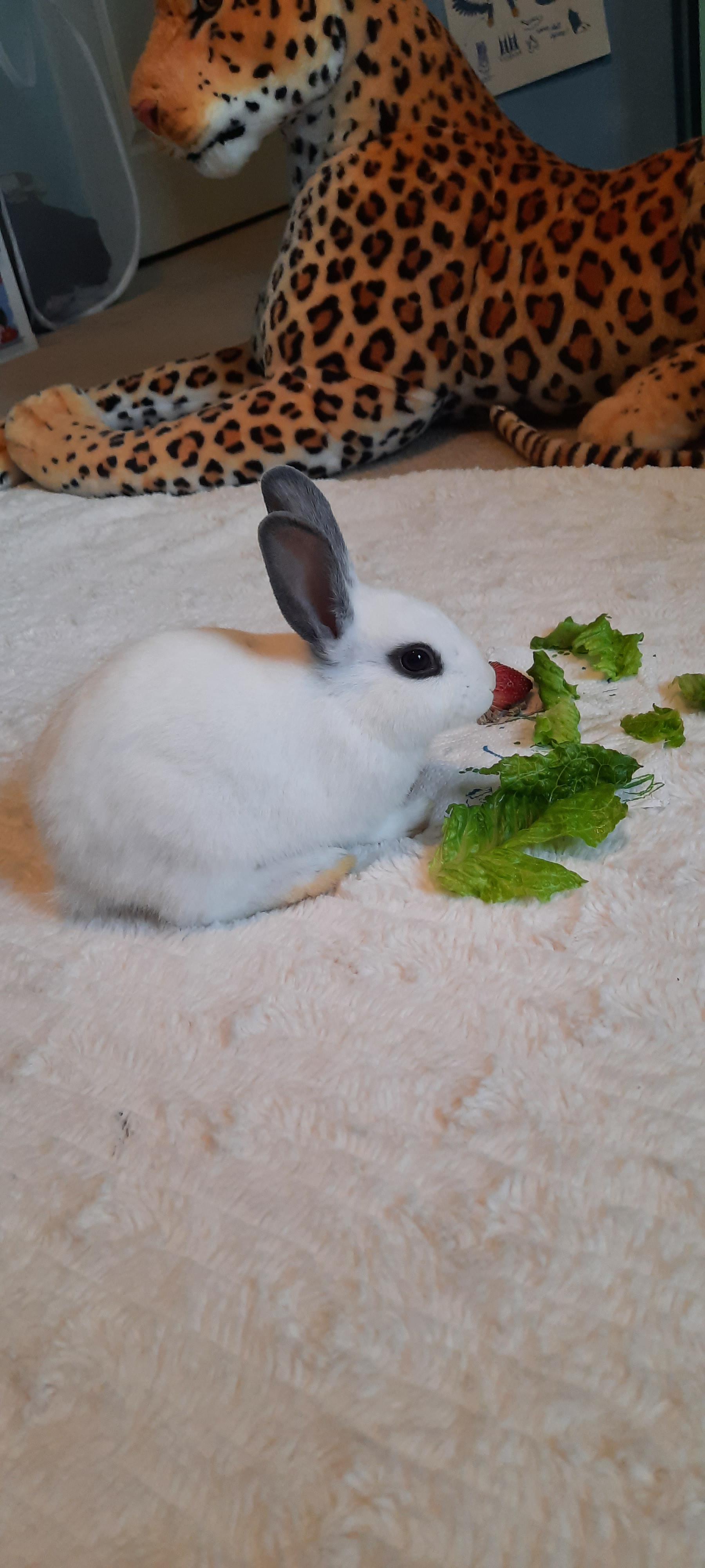 My first rabbit, Bellatrix! What breed is she? | Scrolller