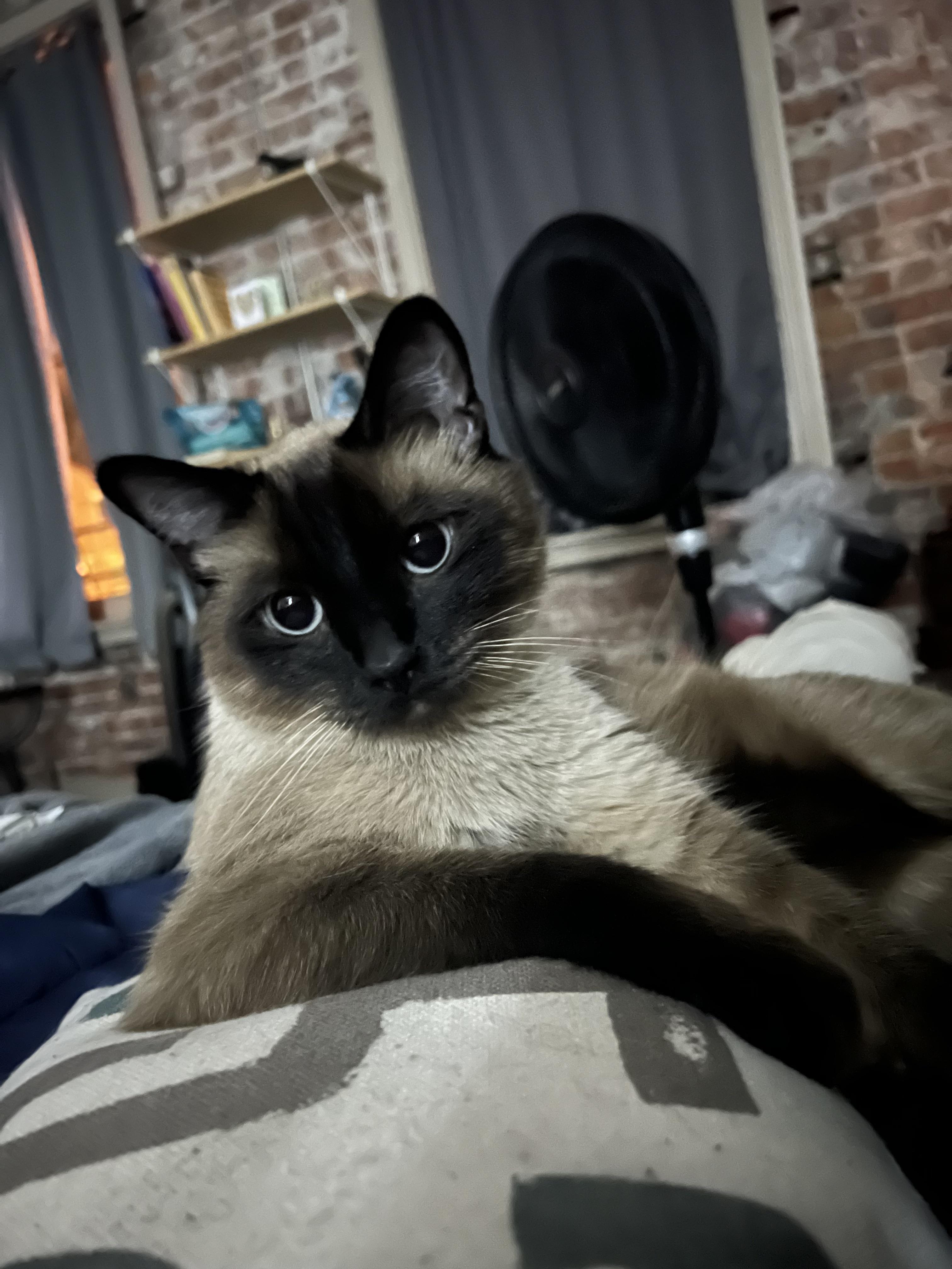 A man with short black hair and a Siamese cat, provided as cute cat pictures to draw.