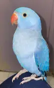 3 months hatched Cobalt parakeet 
