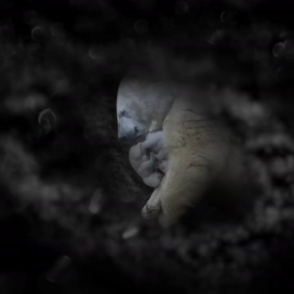BearCubGIFs