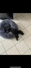 [OC] My Diabetic dog living the best life :)