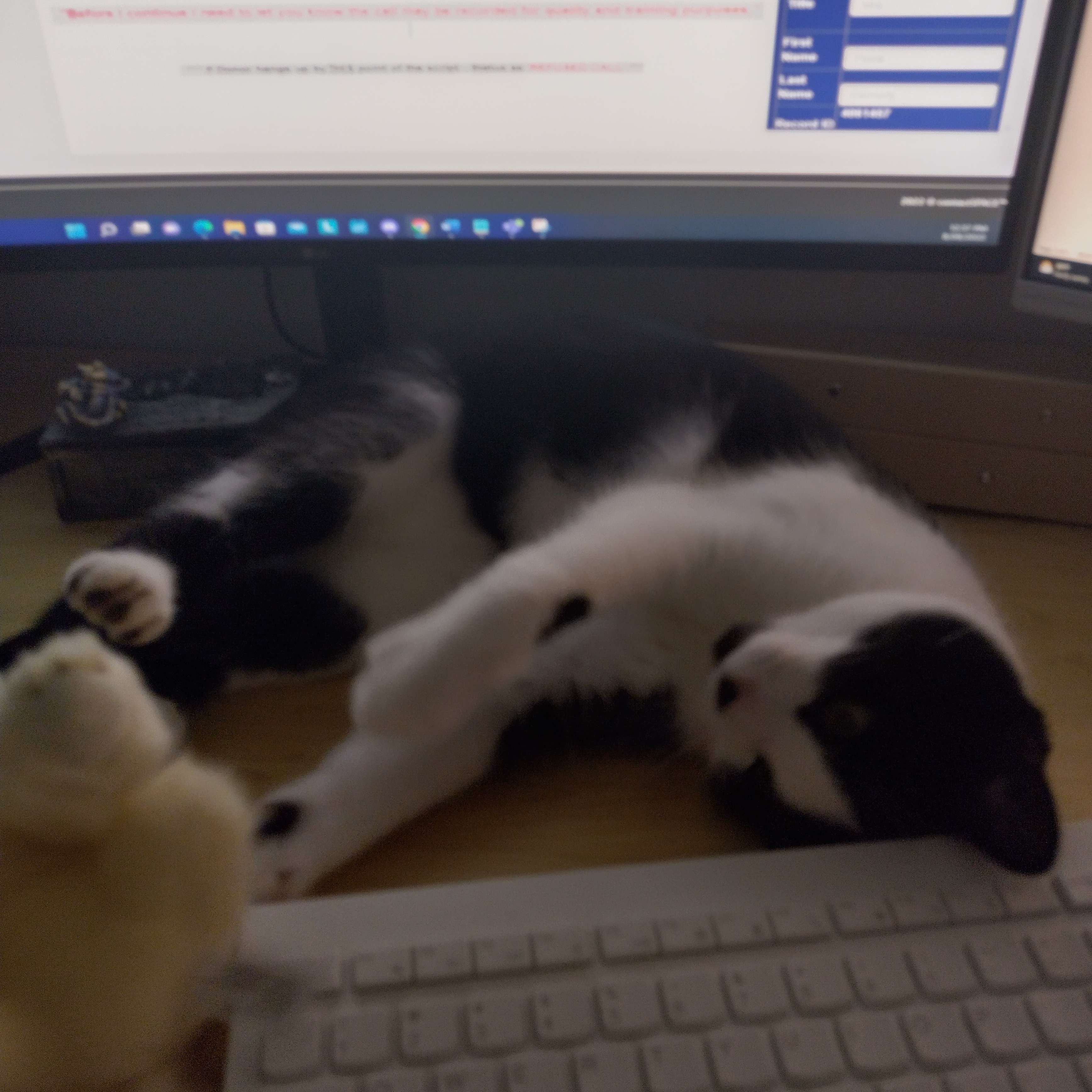 My cat Newton, thinking work is a game.