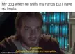 Dogs be like: