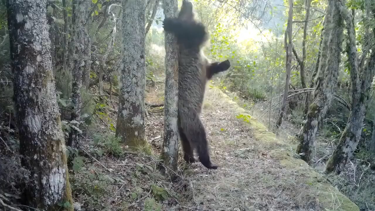 Bears