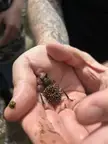 Giant water bug (aka toe-biter) with eggs