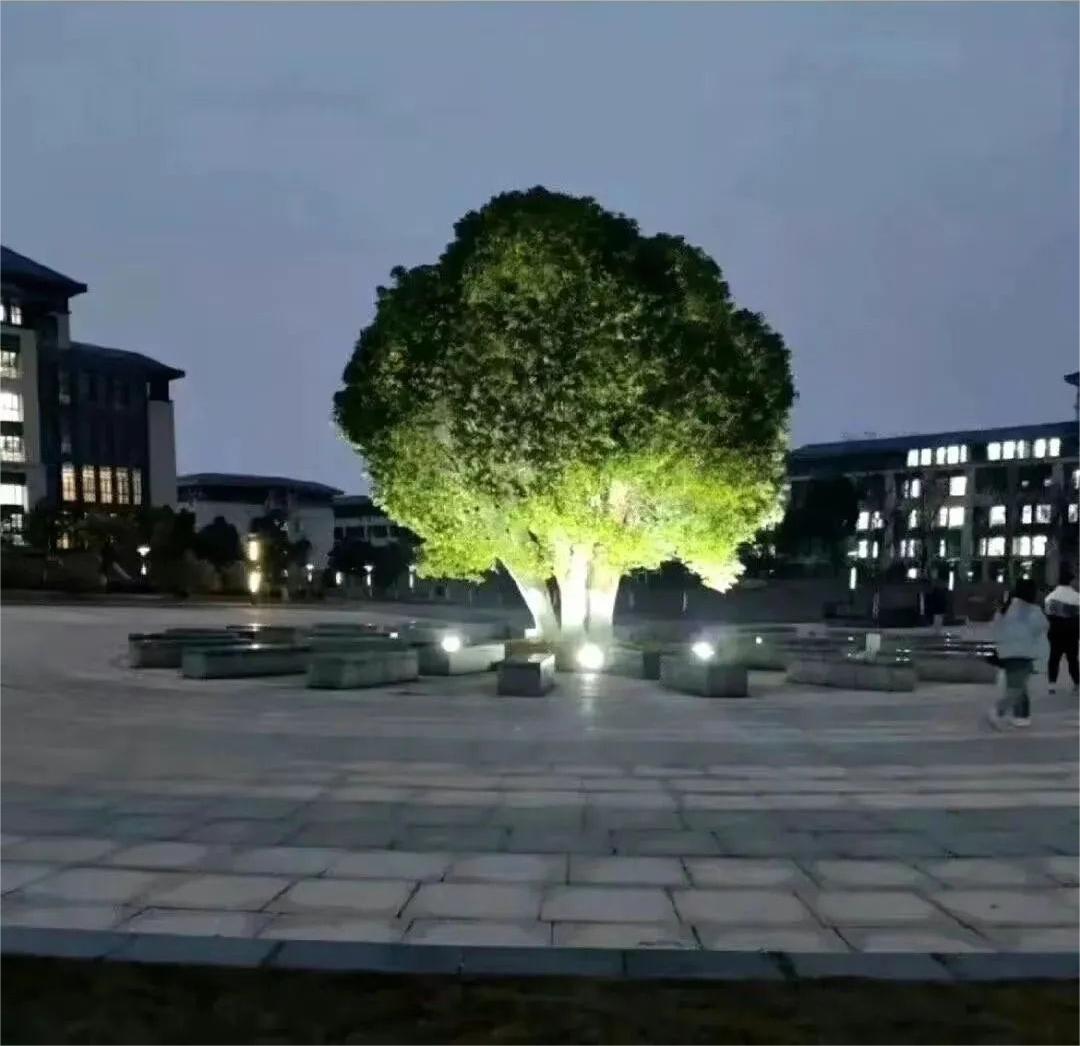 The tree looks like a gargantuan broccoli