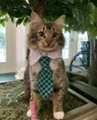 Phoenix was removed from r/catswithjobs for being unemployed. He's just doing his best