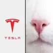 Cat nose vs Tesla logo