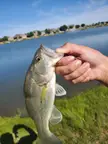 Caught this messed up bass today. Any idea what could've happened to him?