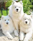These Cute Samoyeds 🐶 