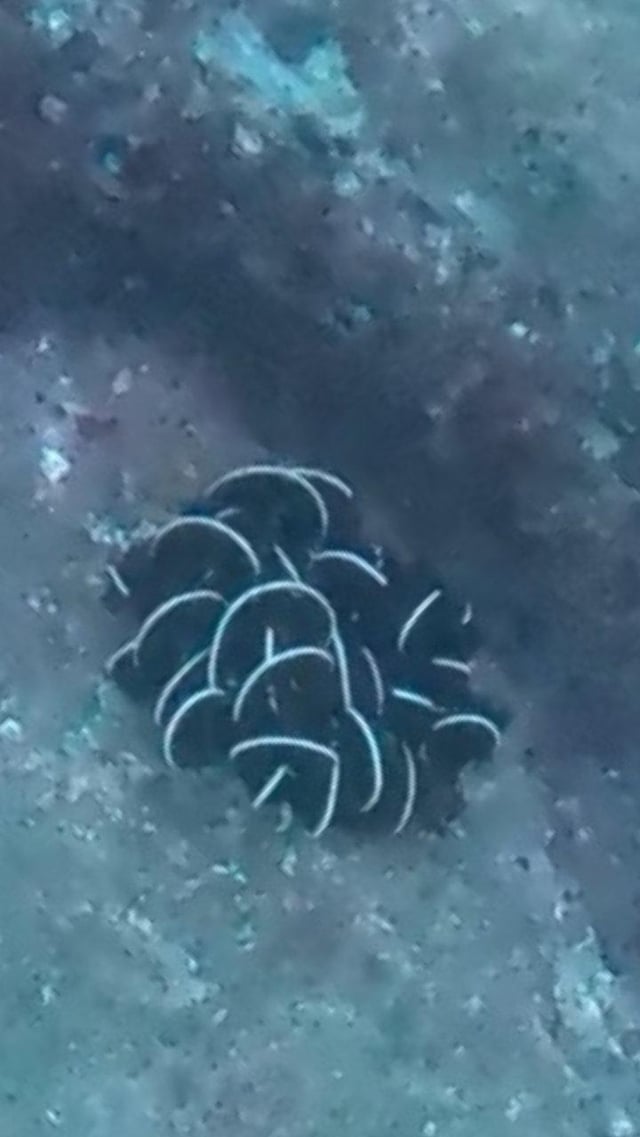 diving