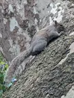 Photo Portrait of a Juvenile Grey Squirrel