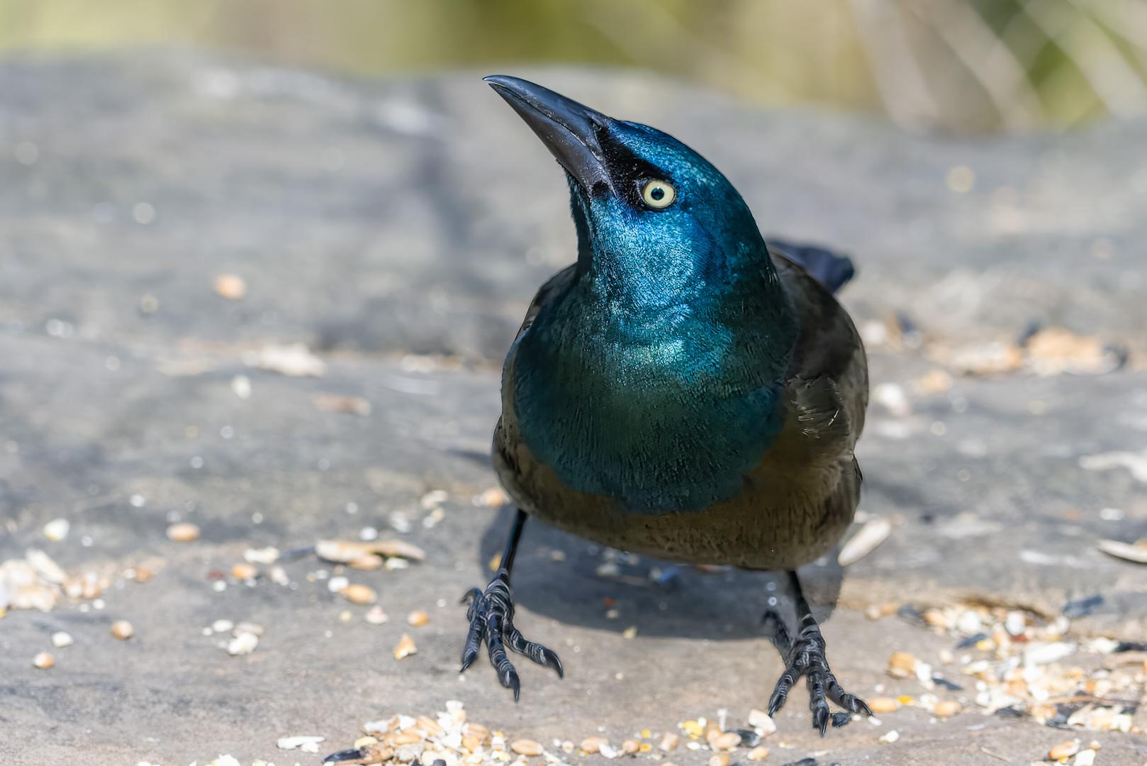 An angry Grackle - Toronto Canada