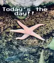 Saw a starfish IRL for the first time!