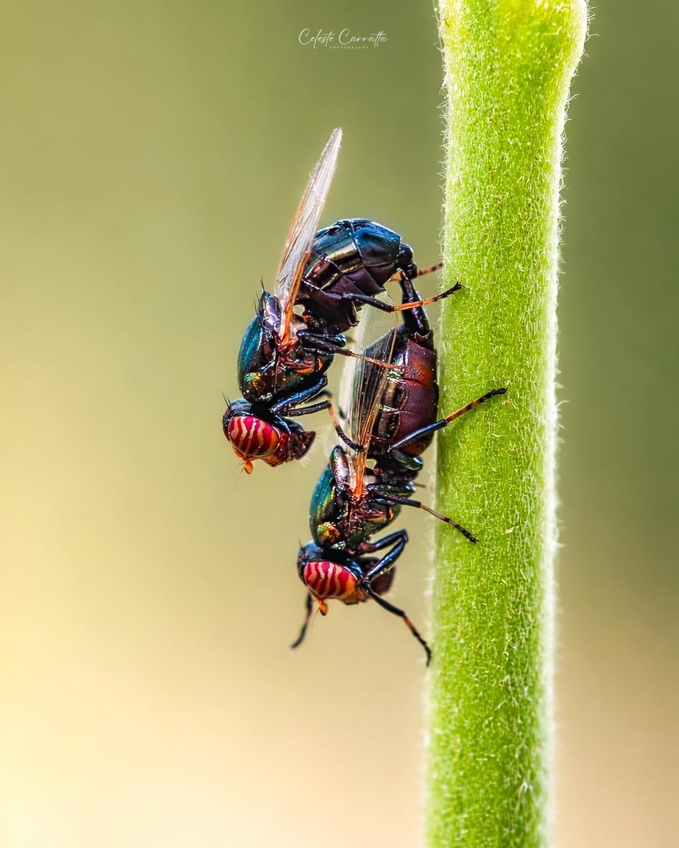 MacroPorn