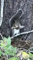 Squirrel in my neighborhood eating a chicken wing (I’ve also seen them with pizza!)