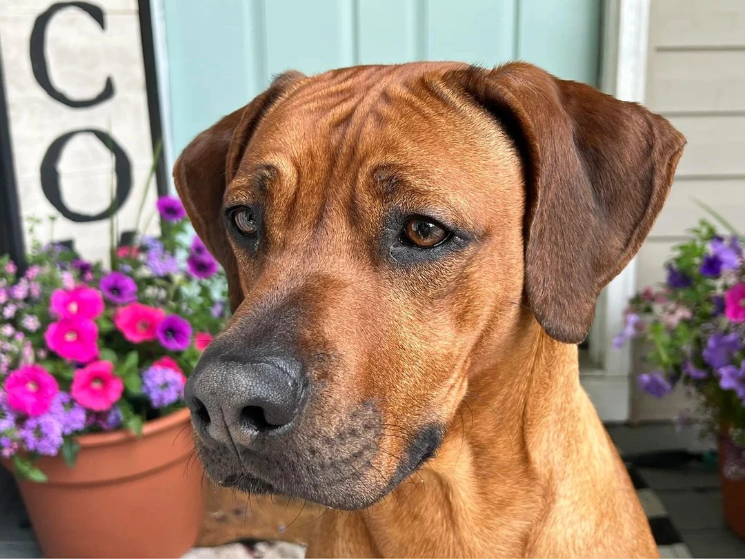 My 2 year old Rhodesian Ridgeback, Atlas | Scrolller