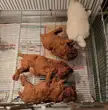 Fried Chicken is everywhere
