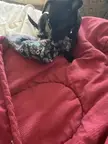 puppies