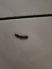 Lil' centipede/millipede guy found in Sydney, Australia. About the length of 2 pinky segments. Who is this little guy?
