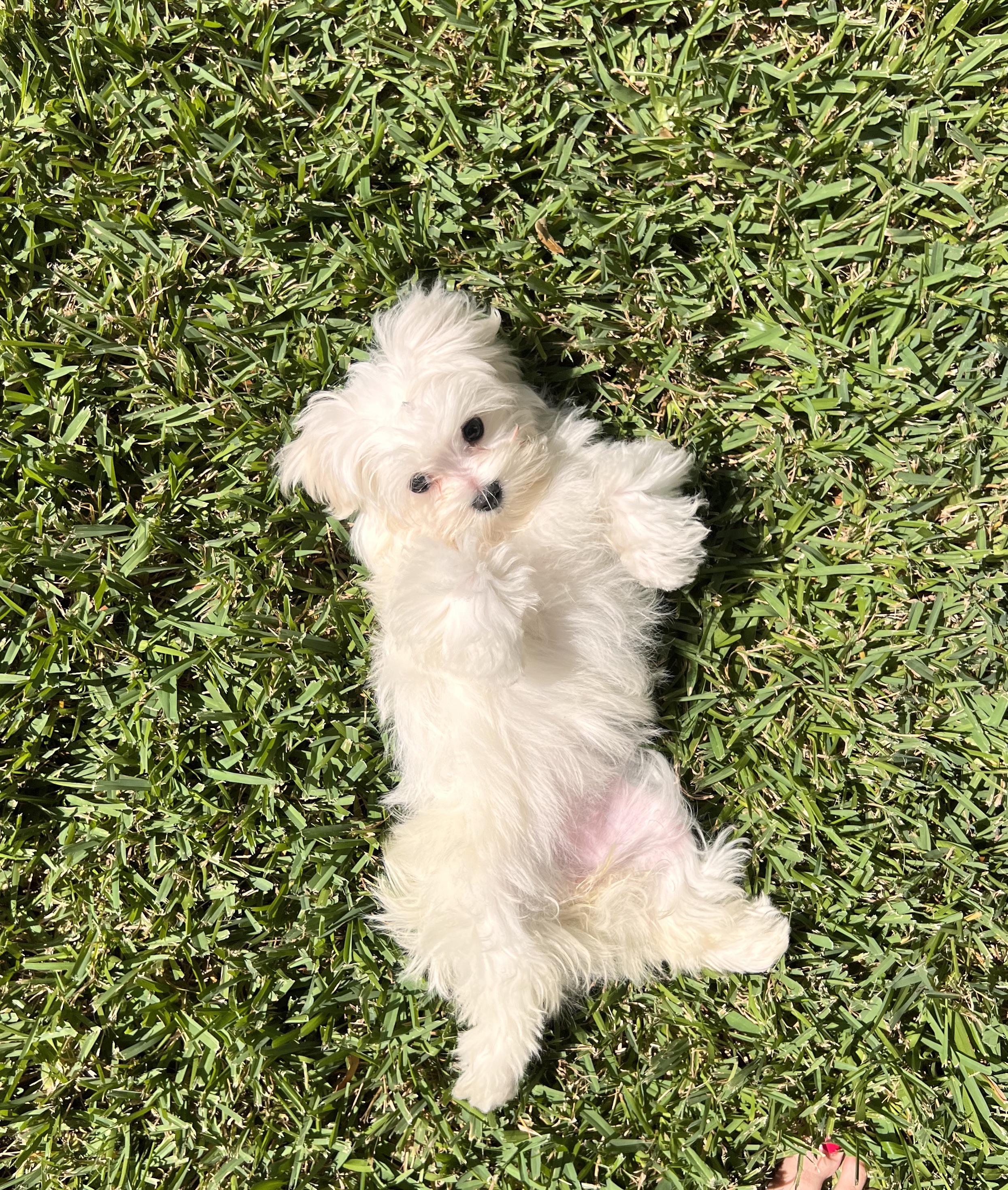 We picked her up yesterday! Today was her first full day home with us and she’s amazing. Sweet, playful, smart, cuddly, naps well. LOVE HER!!!