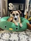 His squishmallow bed is his favorite 