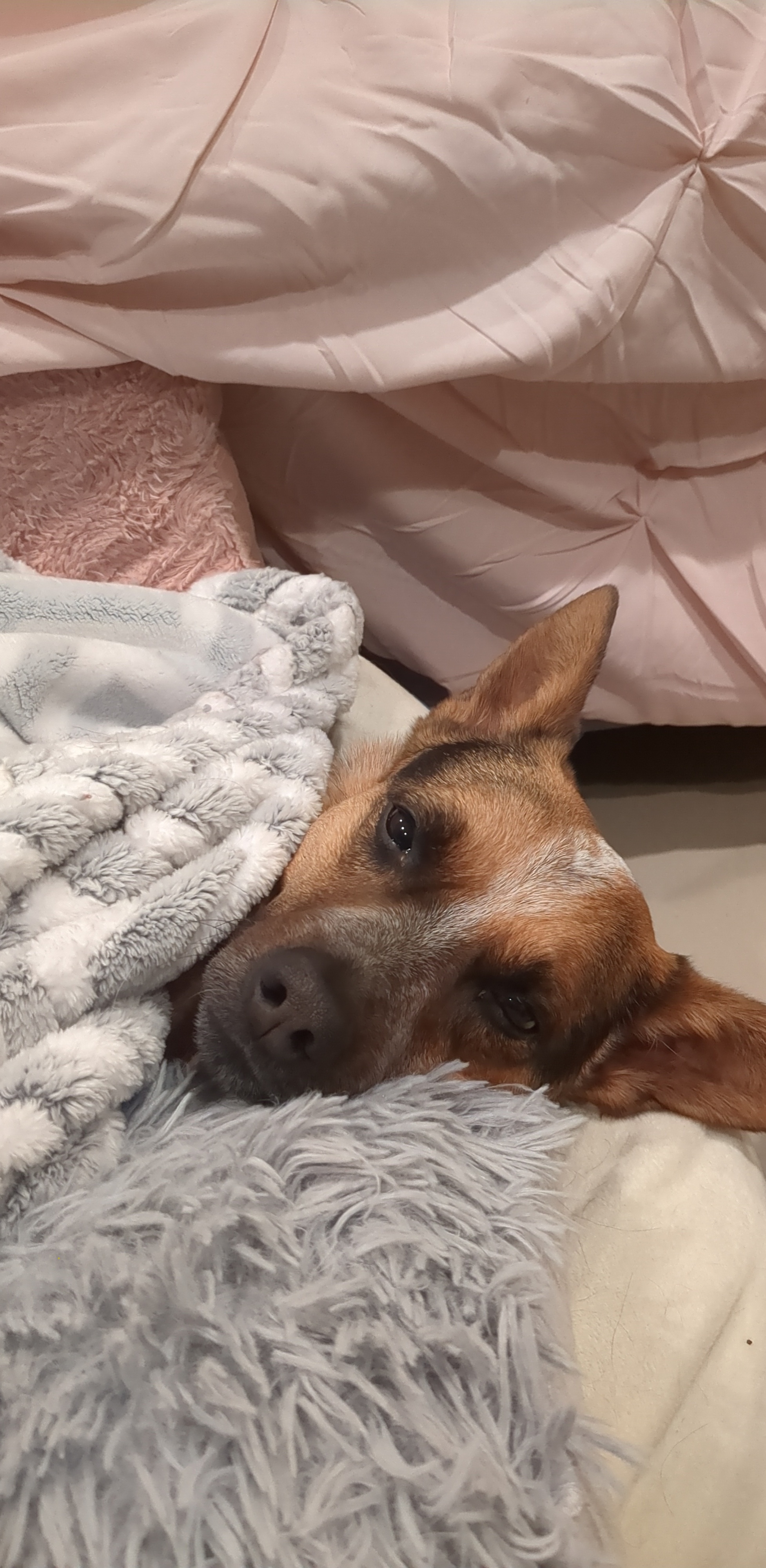 My sweetest girl, Sparrow, tucked in for the night.