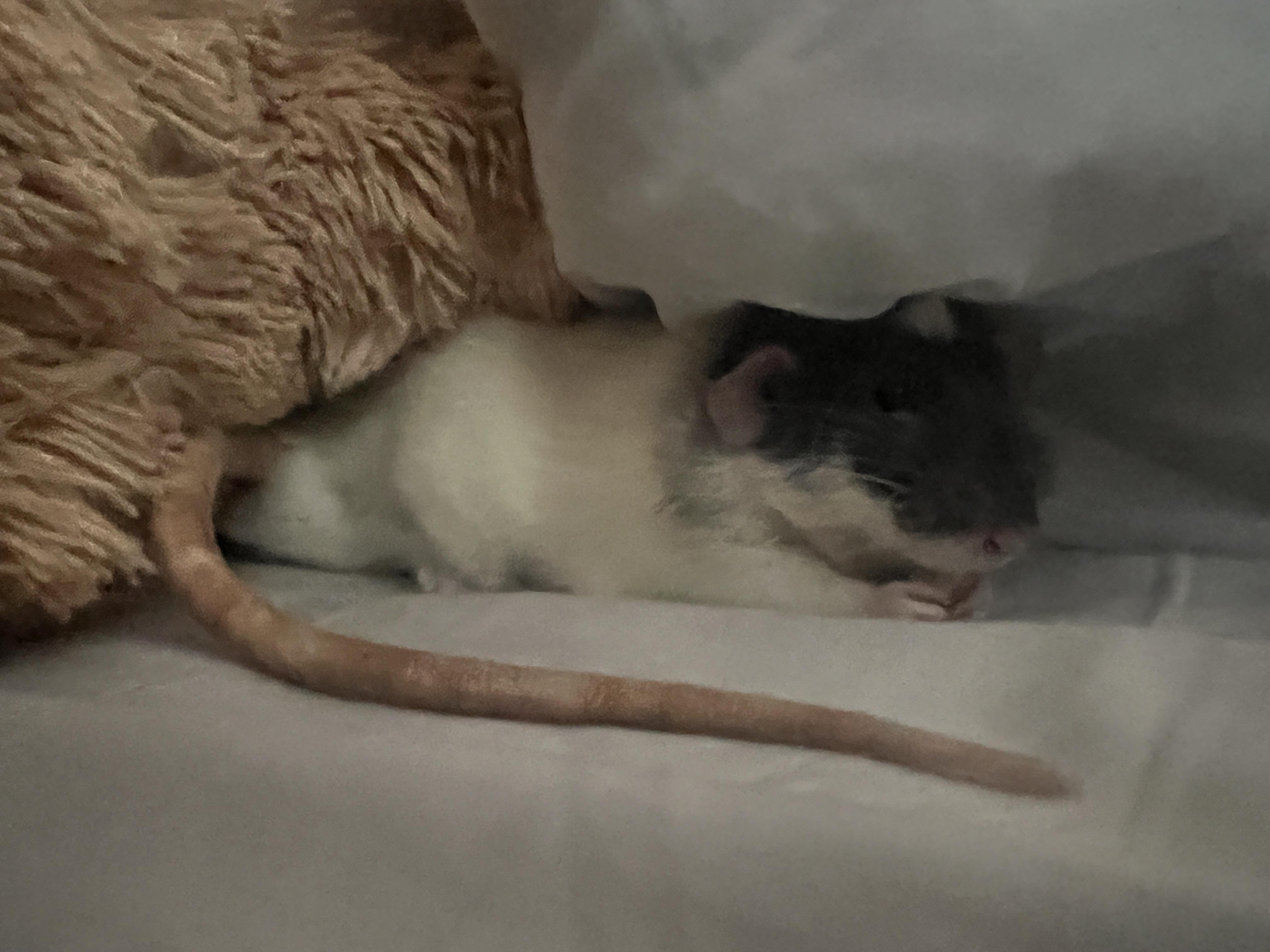Can rats have cacao nibs
