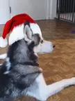 Why doesn't my dog howl as much as everyone else?