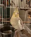 Food stuck all over her beak but still posing for the camera