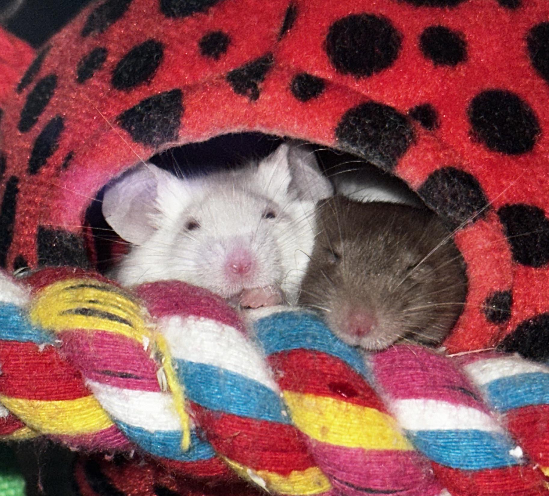 Two sisters snoozing