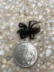 Is this a funnel web? What’s it doing at the bottom of my pool in southern Victoria ?