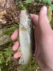 Is this a creek chub? I’ve never caught one before so i’m unsure