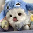 Cute dog wearing blue hat