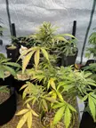 Autoflowers