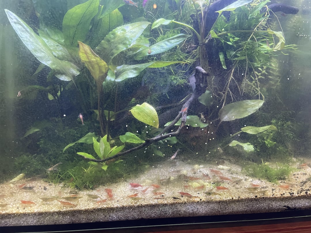 Shrimp