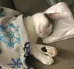 My kitty being comfy cozy