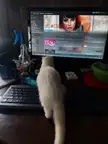 My Gaming Buddy