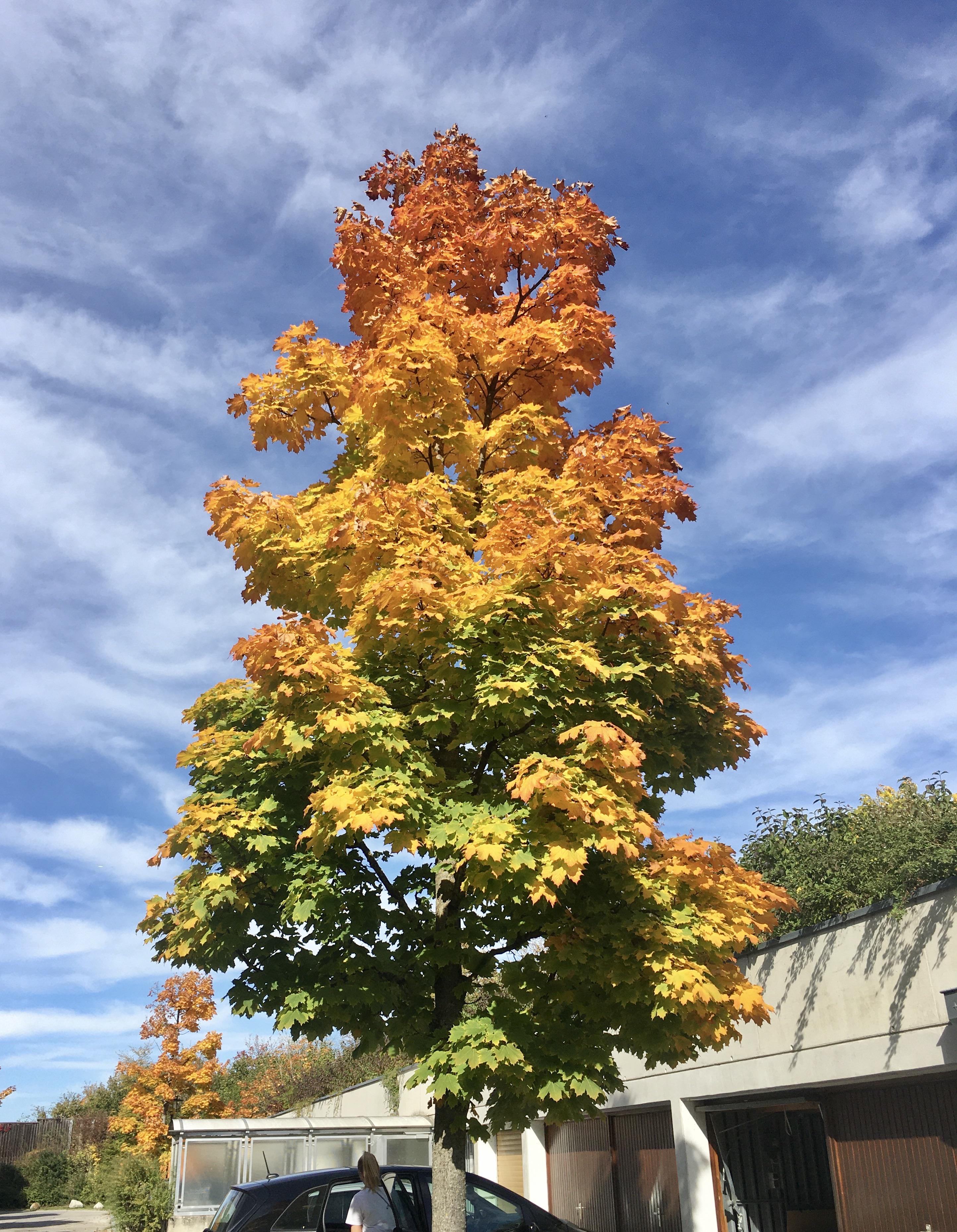 Tennessee Tree Color Change The gradual color change of the tree | Scrolller