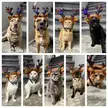 Silly Hats 400: Eight tiny reindeer….?