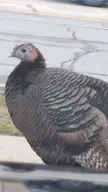 Random turkey on the road I saw
