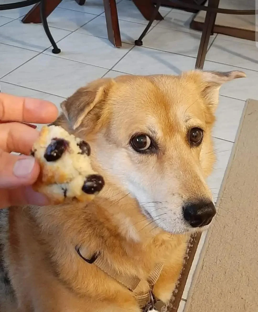 did little me bark at me hooman?