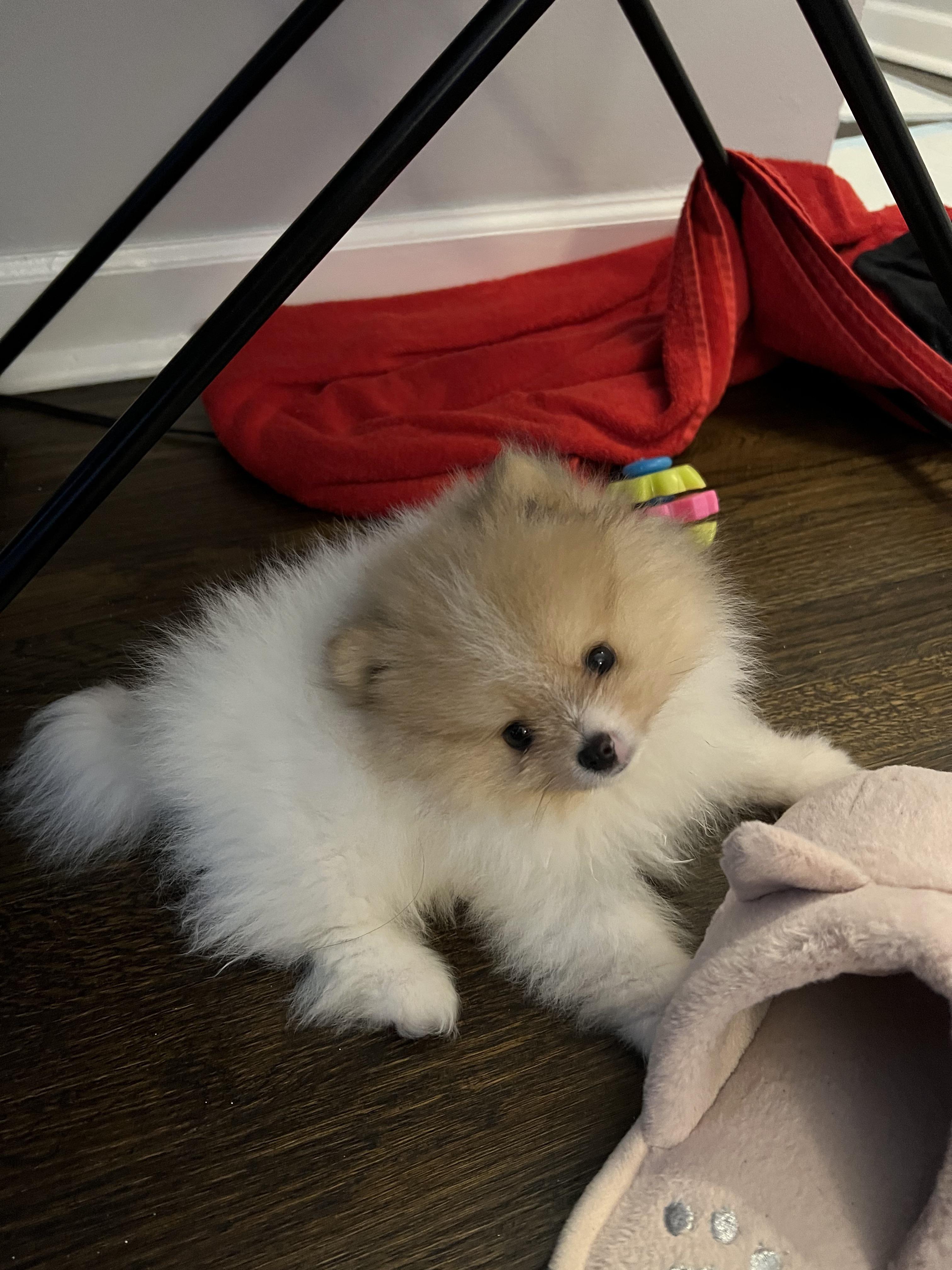 Does anyone know what color my 10 week old Pomeranian puppy will grow ...