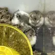 Went to Petco and saw a little Robo cuddle pile