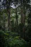 Deep in the subtropical rainforests of Border Ranges NP, New South Wales, Australia [4000x6000] [OC]