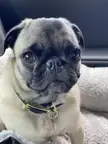 Anyone else wind up with an intersex pug?