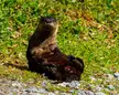 Otters