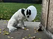 My Great Pyrenees that got neutered, looks like the old RCA Victrola dog but with the cone inverted.
