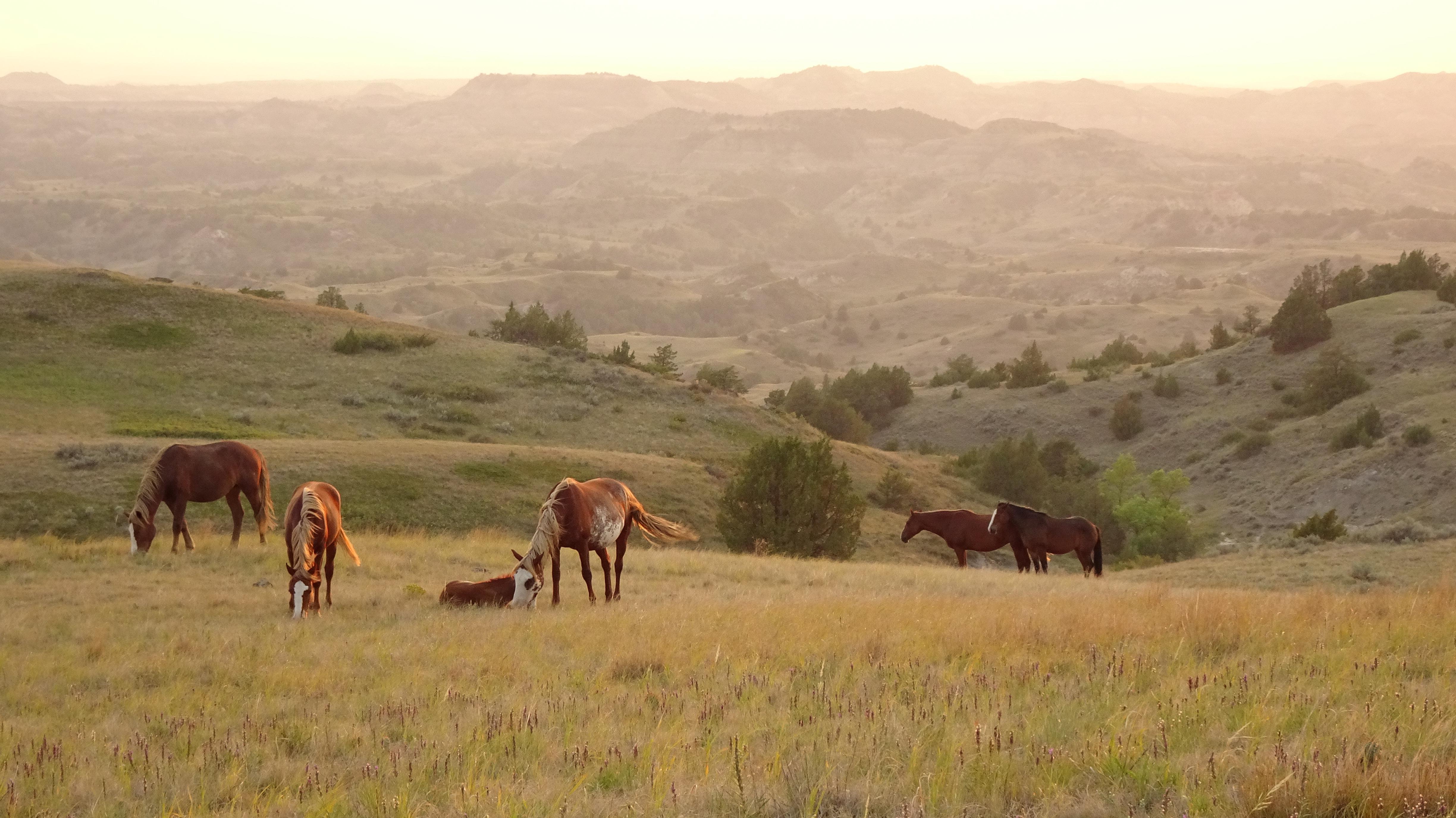 Roosevelt National Park Wild Horses