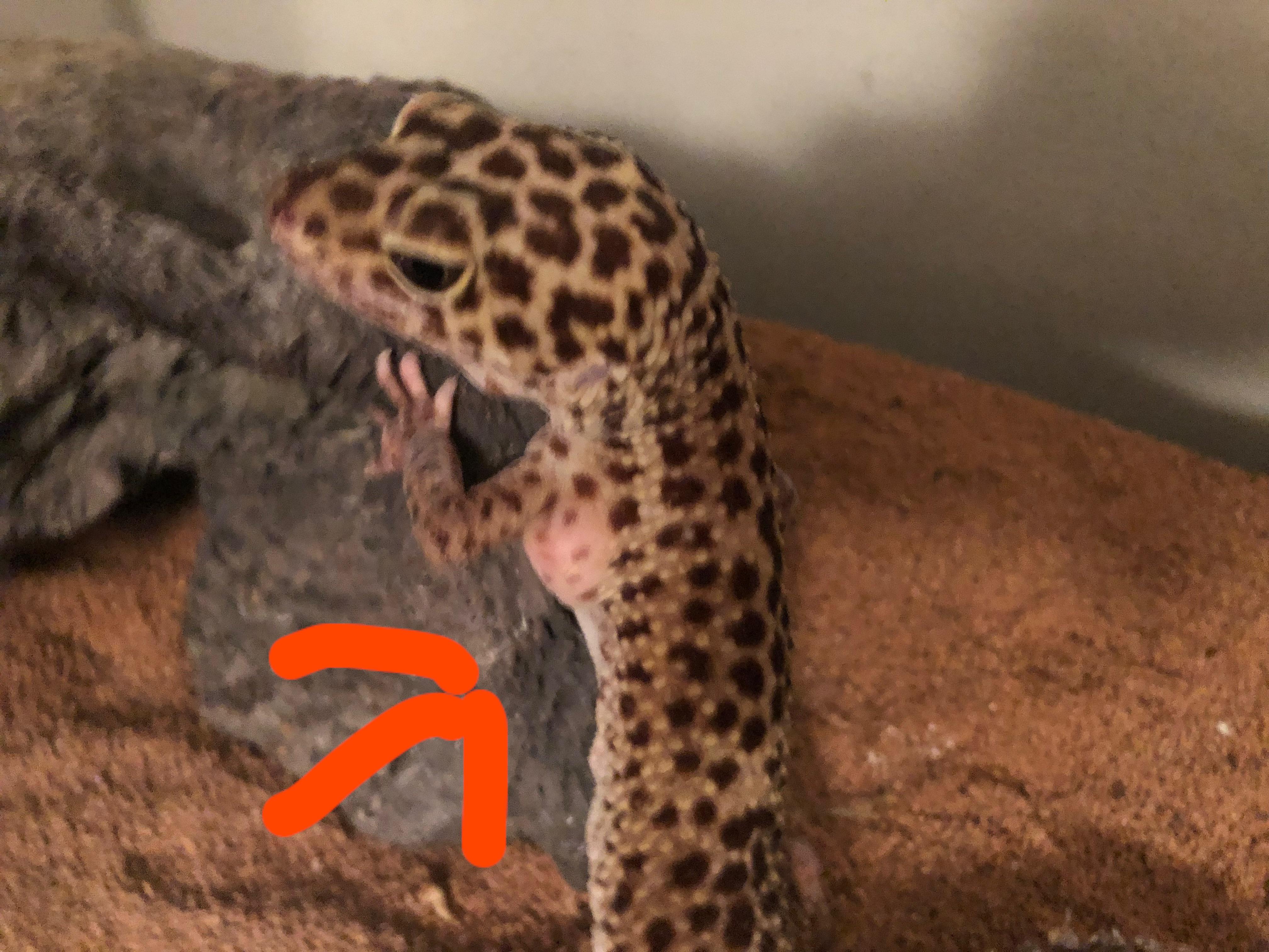 Help Giant red bump. Vet not open till morning